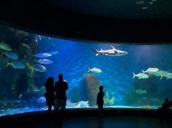 Image result for Aquarium Attractions Near Me