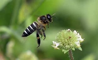 Image result for Big Honey Bee
