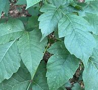 Image result for Vines That Look Like Poison Ivy