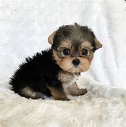 Image result for Male Yorkie Puppies
