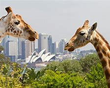 Image result for Sydney Zoo Australia