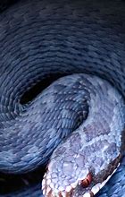 Image result for Viper Snake iPhone Wallpapers