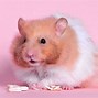 Image result for fluffy hamster
