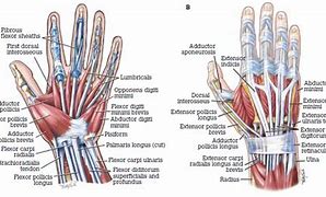 Image result for Hand Location Anatomy Diagram