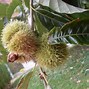 Image result for Chinese Chestnut Tree Fungus