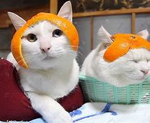 Image result for Cats with Random Objects
