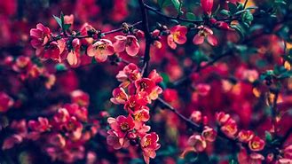 Image result for 1920X1080 Flowers