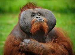 Image result for Funny Monkey Face Pics