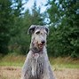 Image result for Irish Wolfhound