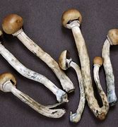 Image result for Mushrooms Drug