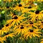 Image result for Perennial Flowers Zone 4