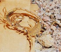 Image result for Scorpion Fight