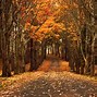 Image result for Autumn Leaves Desktop Wallpaper