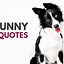 Image result for Funny Dog Sayings Cute