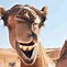 Image result for Happy Hump Day Funny Animals