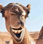 Image result for Hump Day Pics Funny