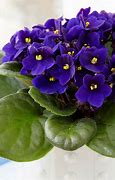 Image result for African Violet Indoor Flowering Plants