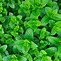 Image result for Perennial Herbs