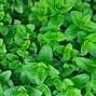 Image result for Perennial Herb Garden