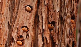 Image result for Woodpecker Putting Acorns in Tree Bark