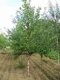 Image result for Single Stem River Birch Tree