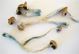 Image result for Dried Magic Mushrooms