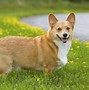 Image result for Small Dogs