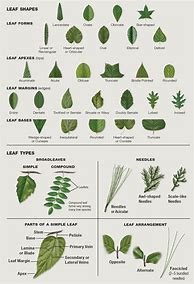 Image result for Leaf Identification Lesson Plan
