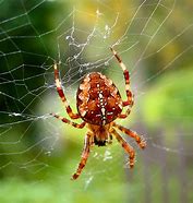 Image result for Otto Skorzeny Spider