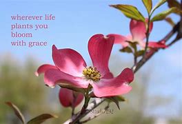Image result for Beautiful Flowers for the Day Thought