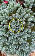 Image result for Blue Star Juniper - Juniperus - Minimal Care Evergreen - 4 Inch Pot