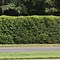 Image result for 3 Gallons - American Holly Tree - The Ideal Evergreen Hedge, Outdoor Plant