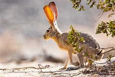 Jack Rabbits - DesertUSA