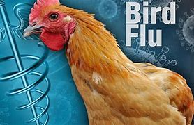 Image result for Bird Flu Chicken Funny