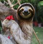 Image result for Sloth Cat