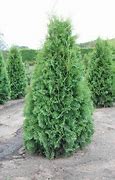 Image result for American Arborvitae, 3-4 Ft- A Practical, Low-Maintenance Tree For Every Yard | Evergreen Tree