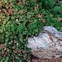 Image result for Low Maintenance Ground Cover Grass