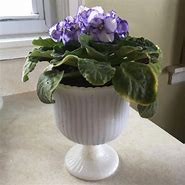 Image result for African Violet Planters Self Watering