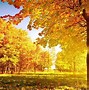 Image result for Beautiful Autumn Fall Tree
