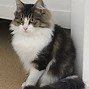 Image result for Domestic Shorthair