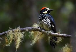Image result for Acorn Woodpecker Range