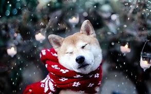 Image result for Snow Cute Dogs Wallpaper
