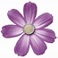 Image result for African Violet Flower Purple