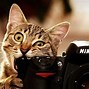 Image result for Funny Wallpapers 1920X1080
