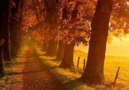 Image result for 1920X1080 Fall