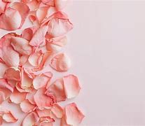 Image result for Pink Petals