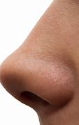 Image result for Brown Nose Cartoon