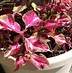 Image result for Coleus Christmas Candy