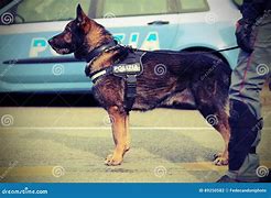 Image result for Italian Police Dog
