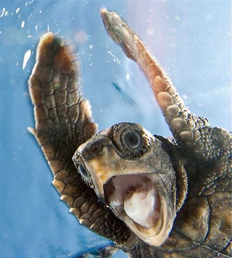 Image of the Day  A Turtle's Reaction to Climate Change   Climate Central